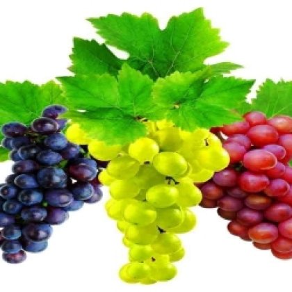 Üzüm Asma Fidanları