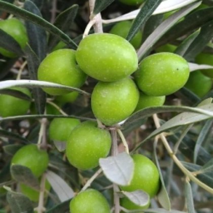 Zeytin Fidanları