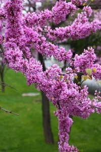 Erguvan Çiçeği Fidanı