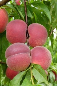 Bursa Yarma Şeftali Fidanı