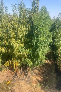 Bursa Yarma Şeftali Fidanı